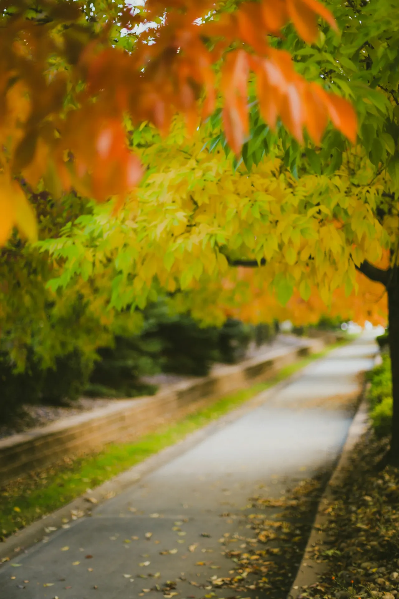 Autumn pathway covered with leaves, showing the kind of low-light Halloween setting where costume visibility matters