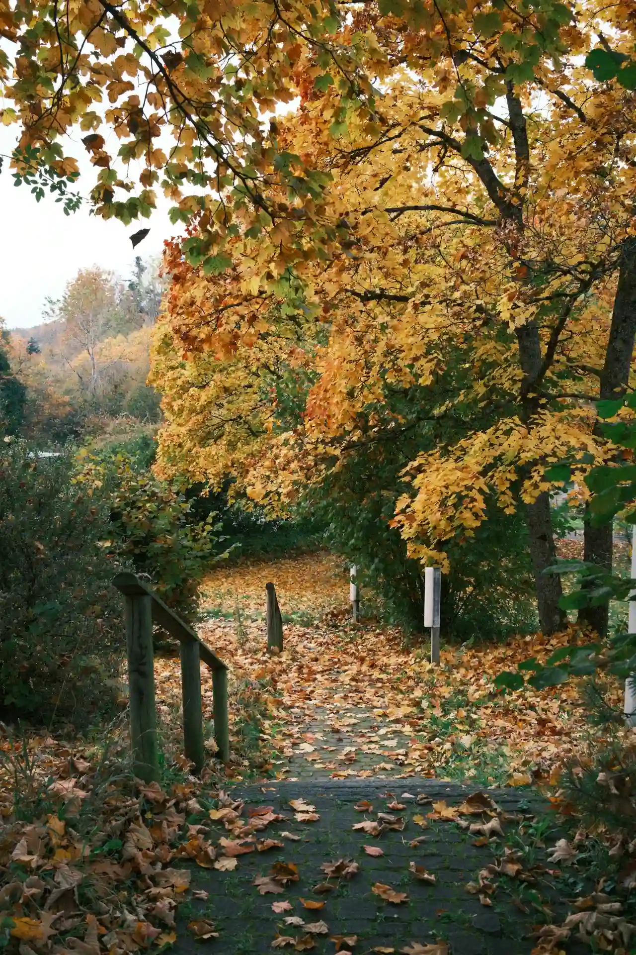 Autumn path covered in fallen leaves for a quiet seasonal capybara walk ritual
