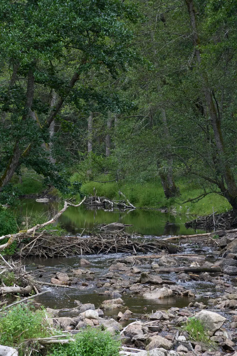 A beaver dam made of sticks in a forest stream