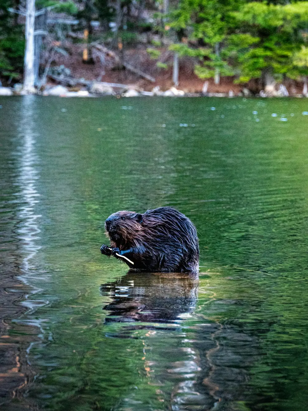 Beaver swimming through a lake with trees in the background