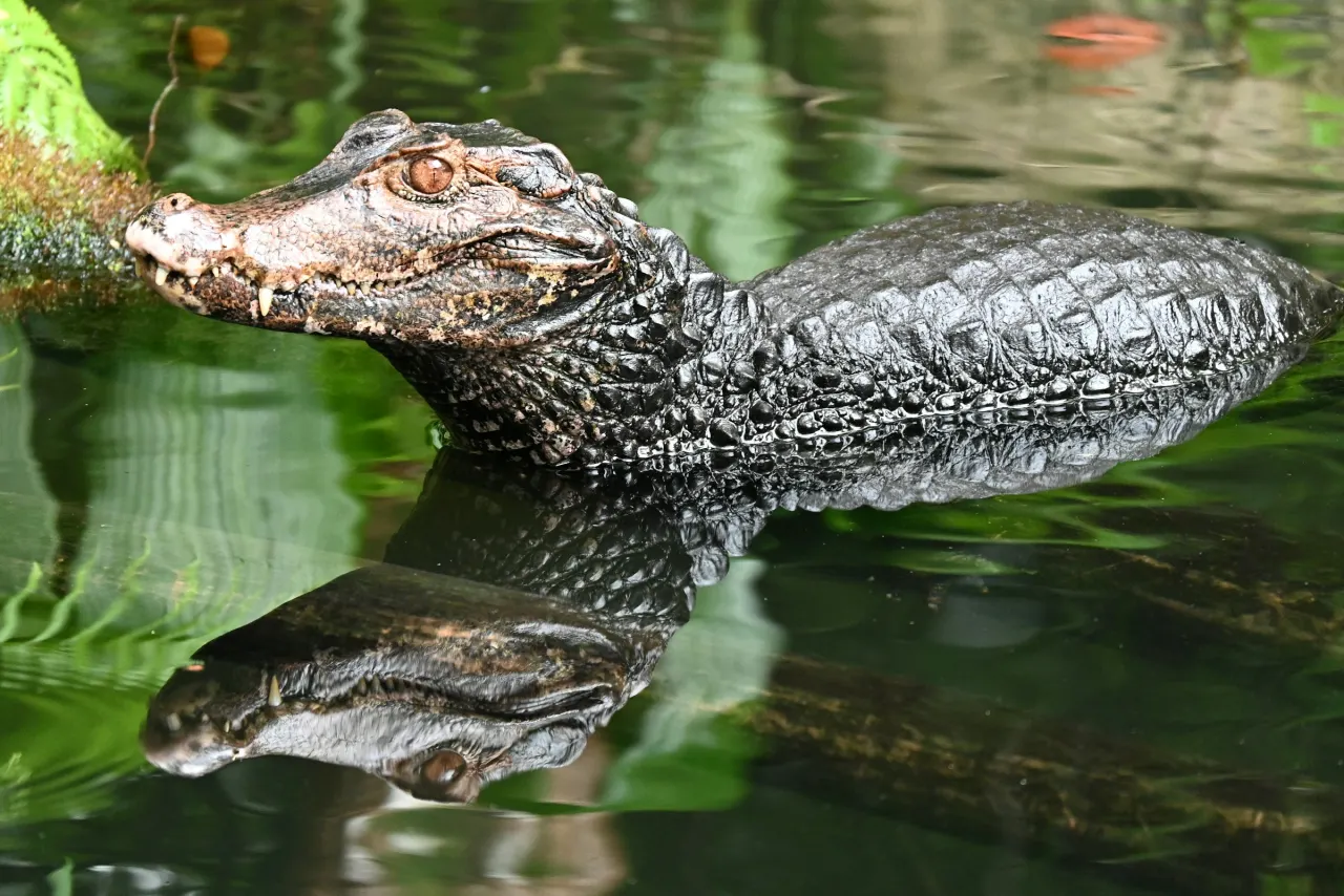 A caiman floating low in murky green water with only its head and back showing above the surface