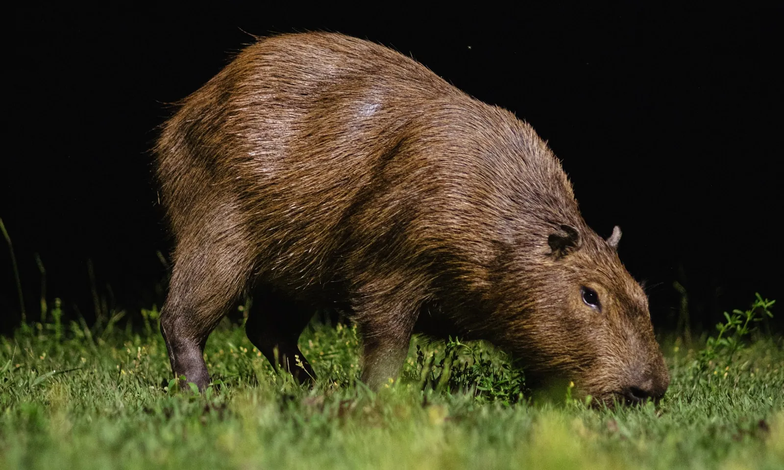 Capybara grazing at night against a dark background