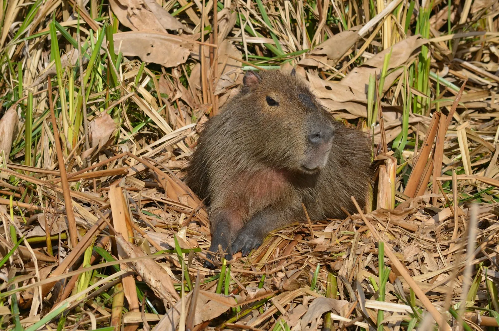 Capybara resting among reeds and dry wetland vegetation in Argentina