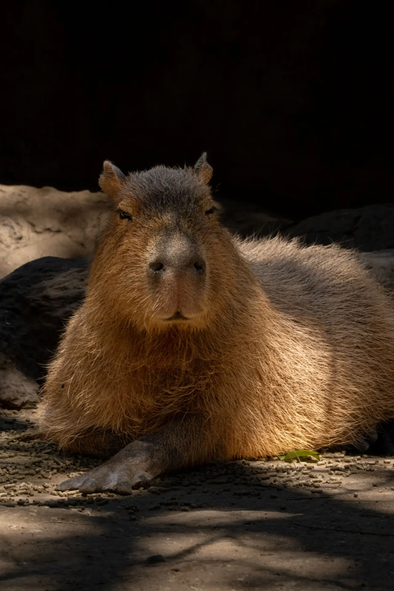 Capybara lying still in warm sunlight on bare ground, resting through the middle of the day