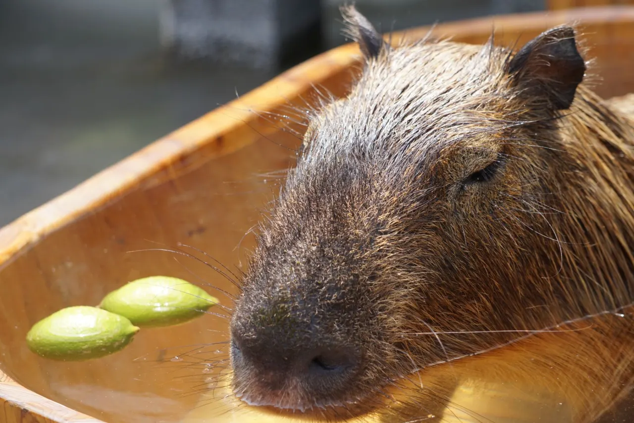 Capybara soaking in a bath, inspiration for a playful capybara birthday party theme