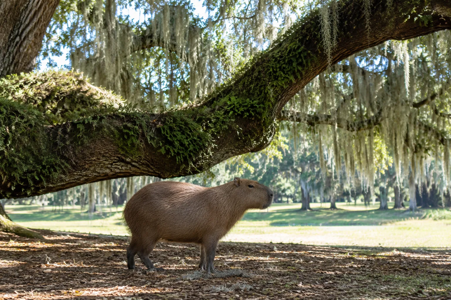 Capybara walking through mossy bayou shallows with hanging branches overhead