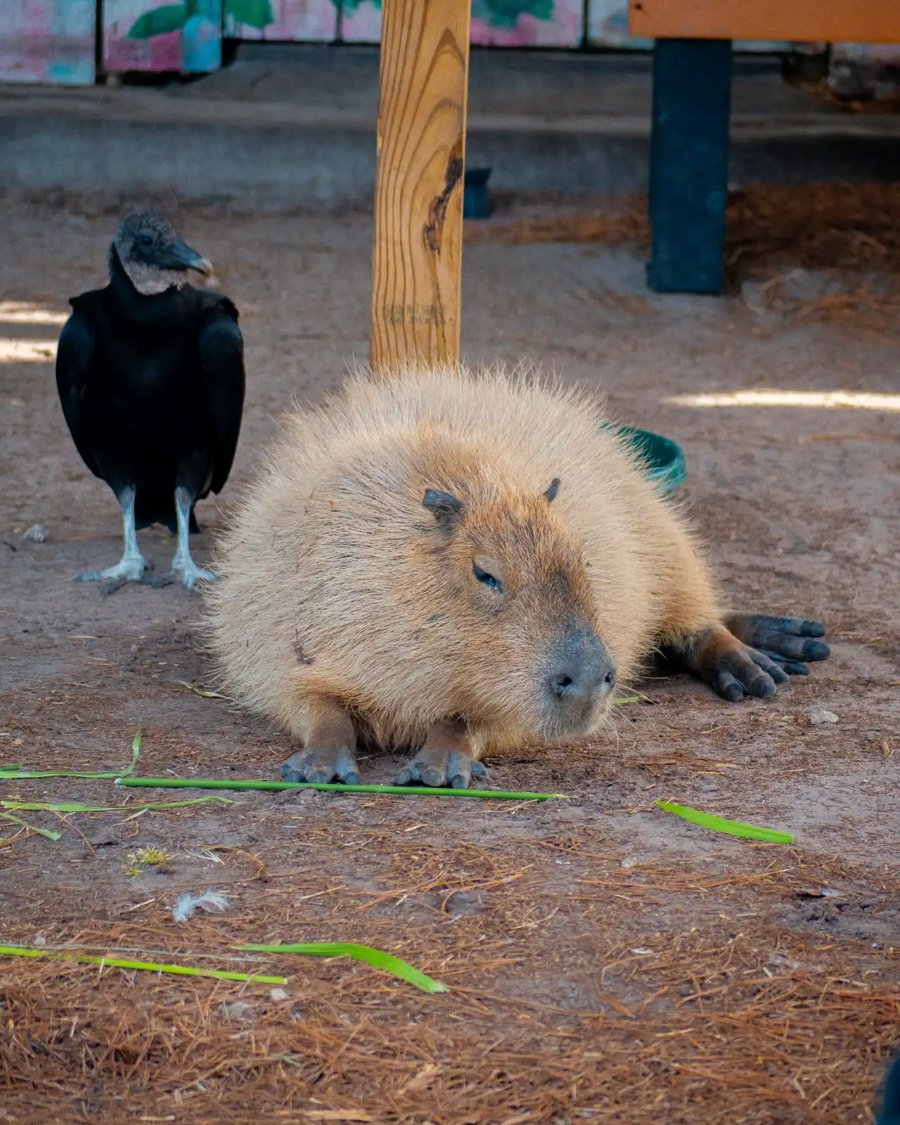 A capybara lying flat on the ground while a bird stands nearby.