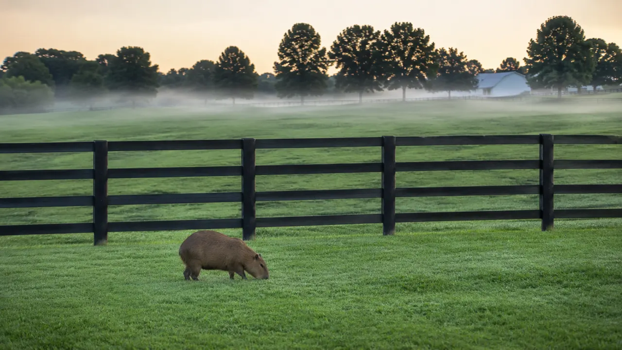 Capybara grazing behind a black plank fence on a misty Kentucky bluegrass farm at dawn