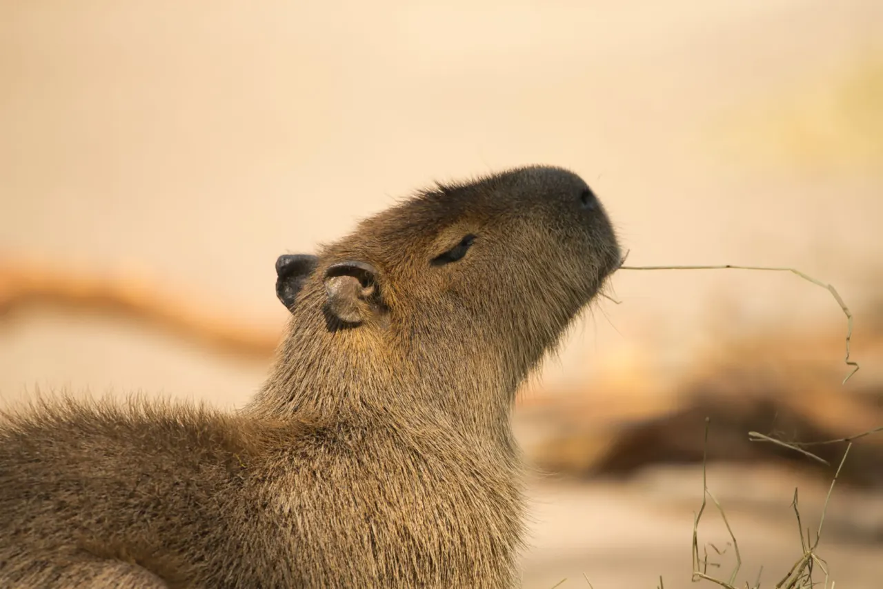 Capybara chewing grass for a guide to capybara teeth