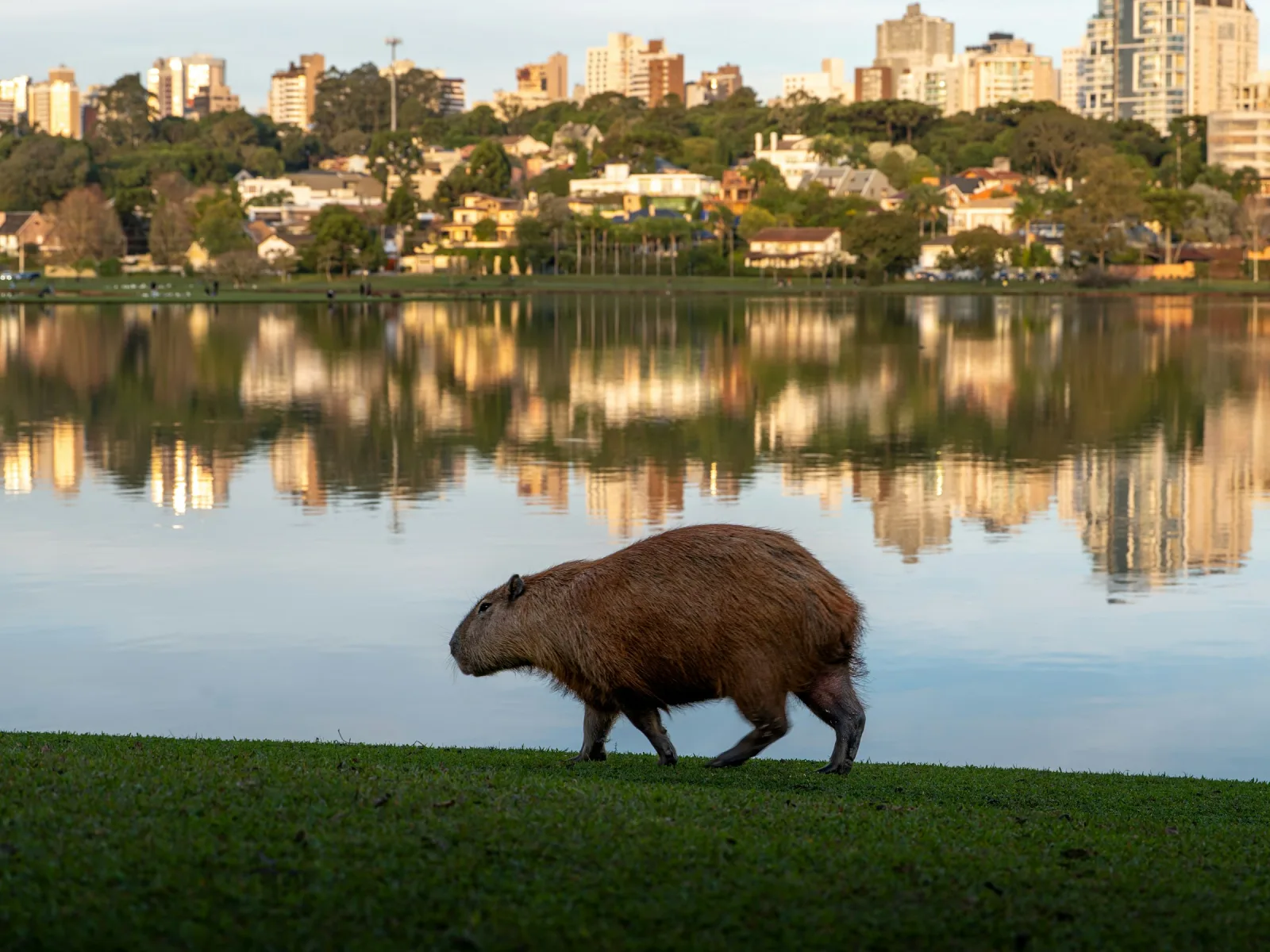 Capybara walking near a reflective lake with Buenos Aires city buildings in the background