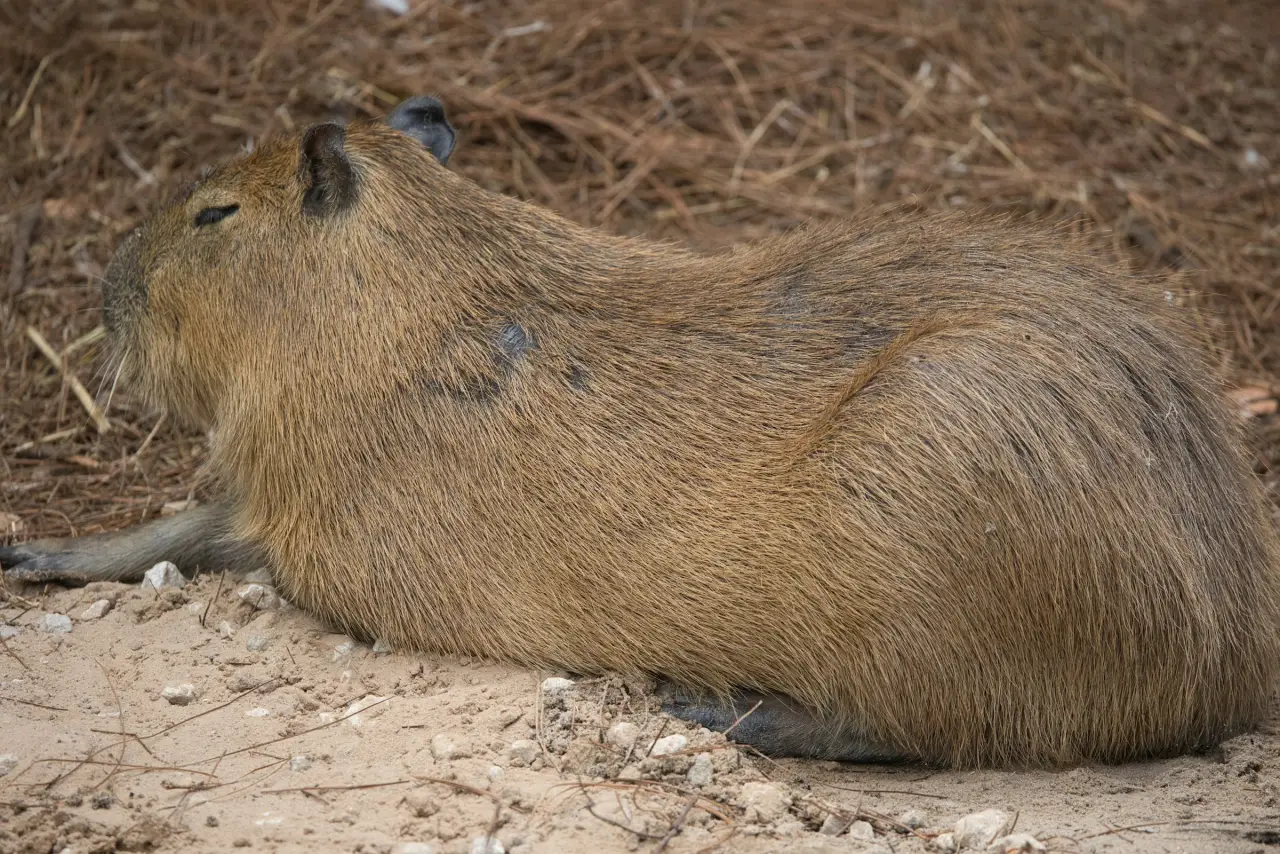 Close-up capybara lying on the ground showing coarse fur texture along the head and body