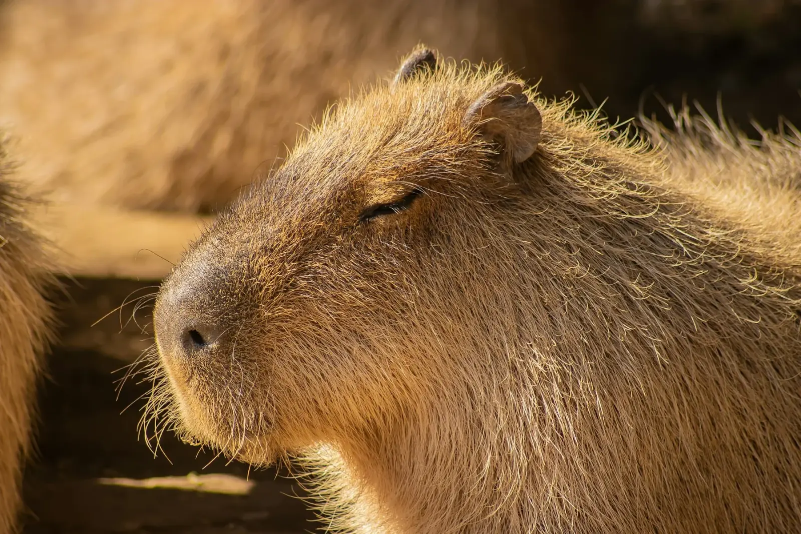 Close-up profile of a capybara in warm sunlight