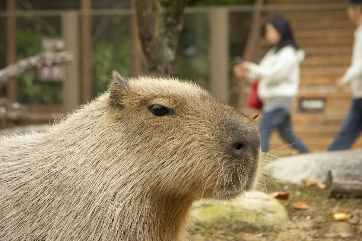 Close up of a capybara in a zoo enclosure