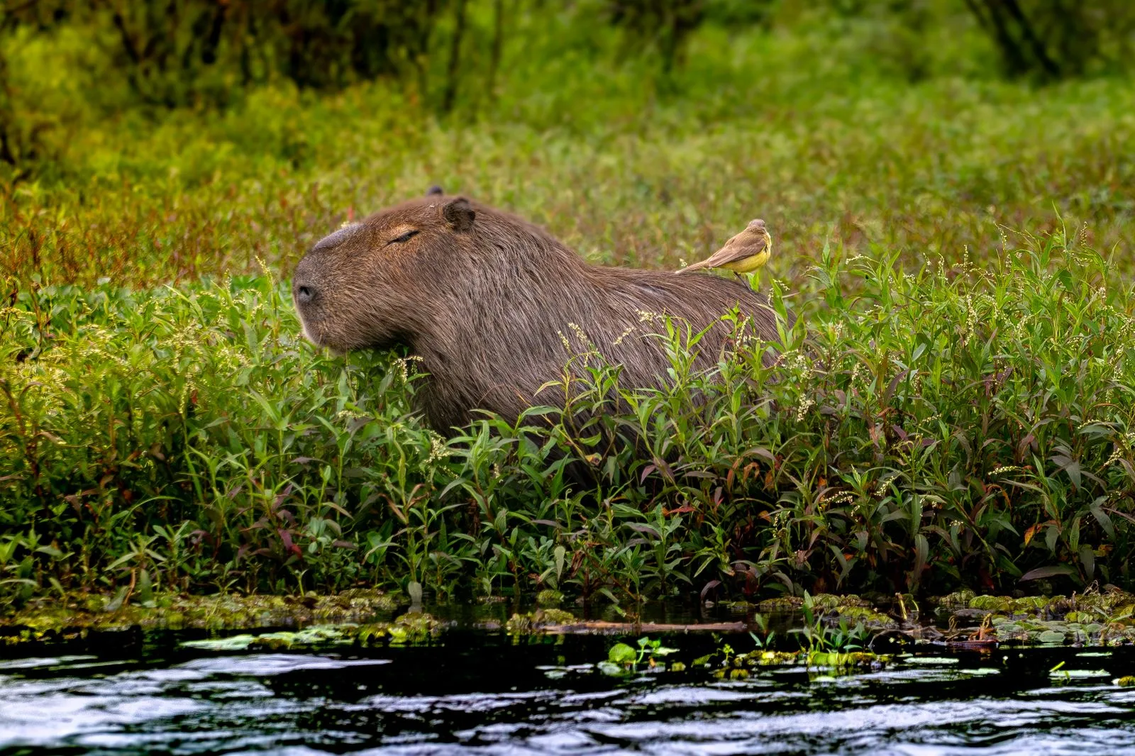Capybara resting in Corrientes wetlands with a bird perched on its back in natural Argentine habitat