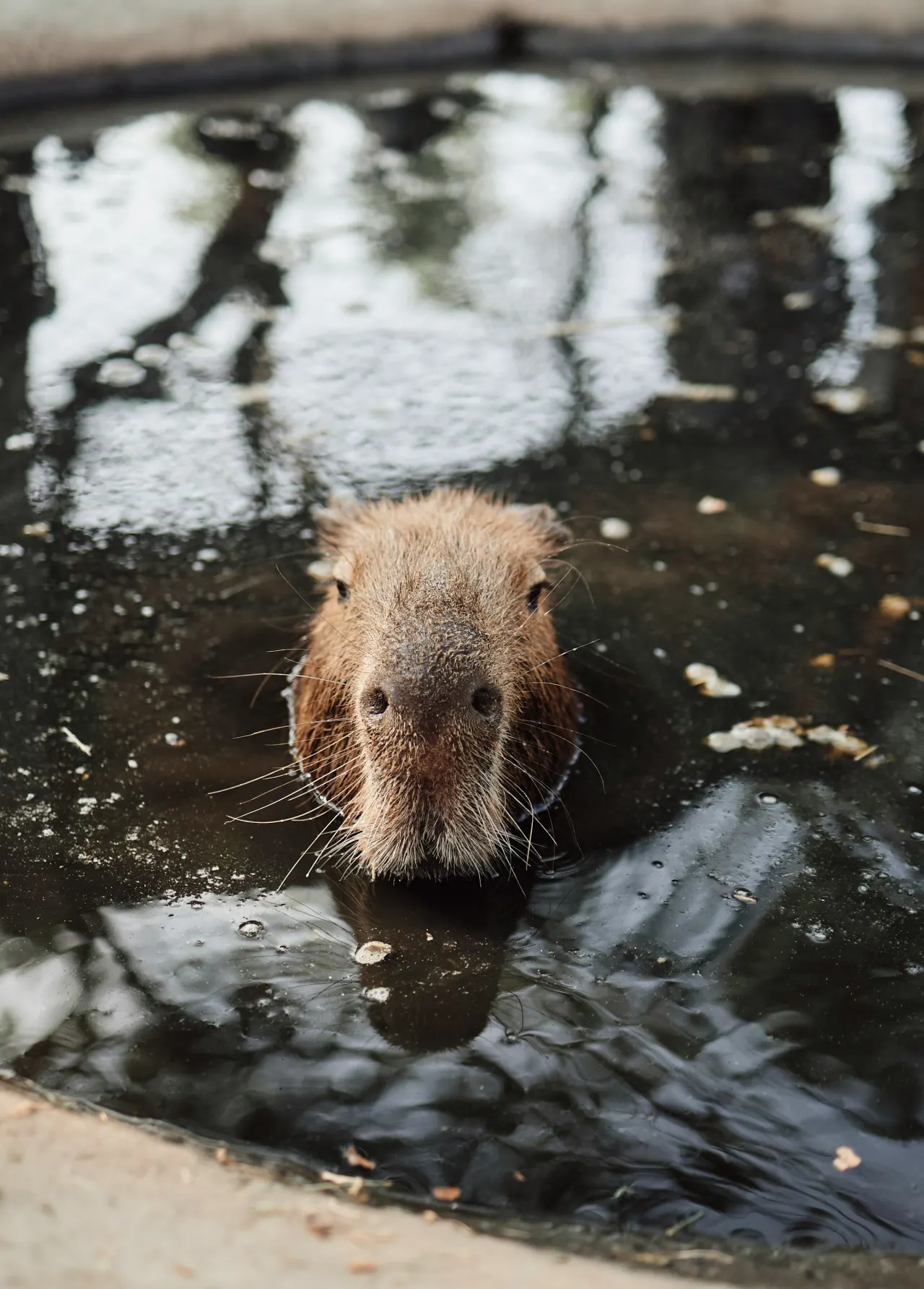 Capybara peering out of dark water with only its head and eyes above the surface, partly submerged