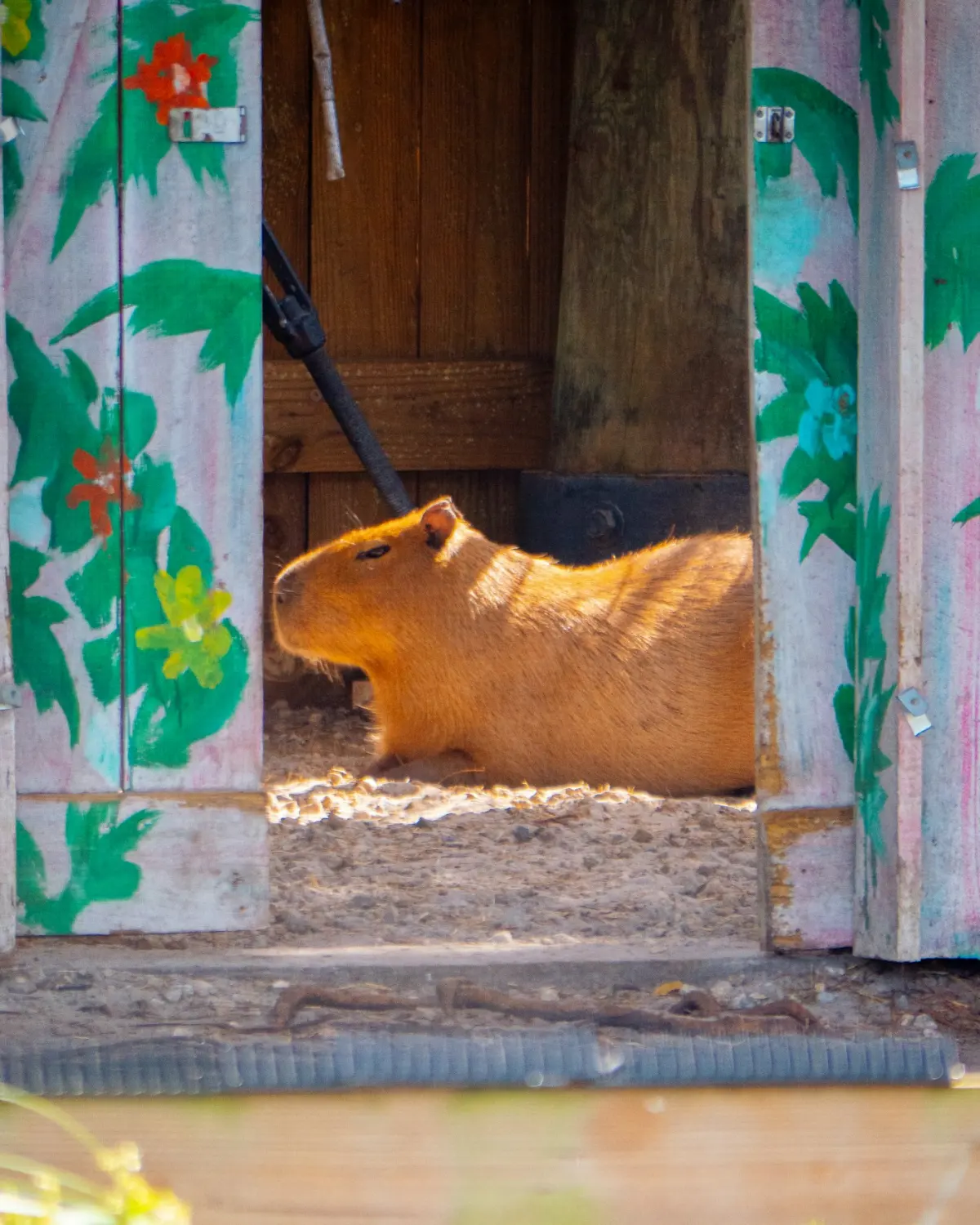 Capybara resting on dirt ground beside another capybara
