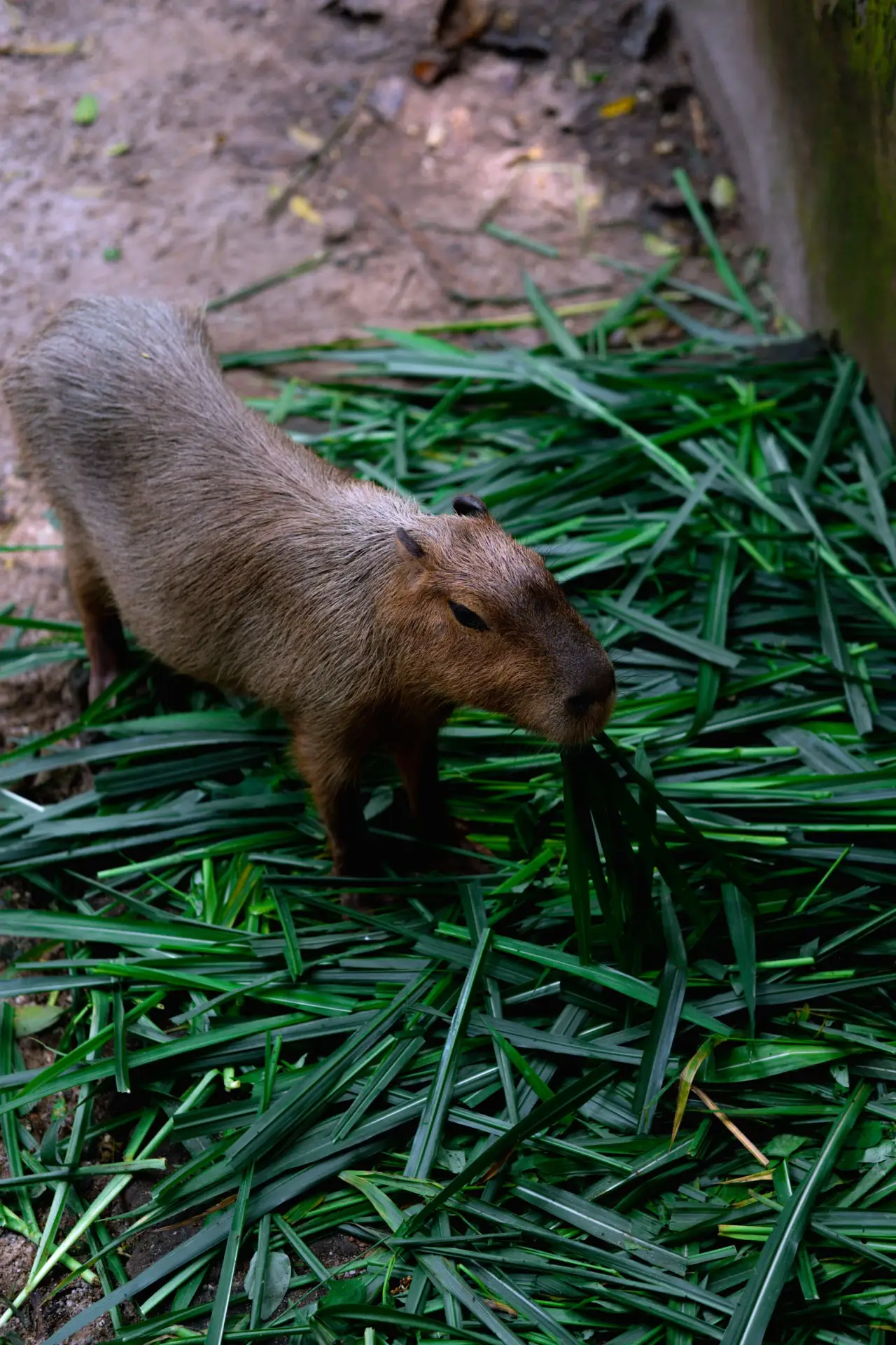 Capybara eating fresh green grass outdoors with its head lowered close to the ground