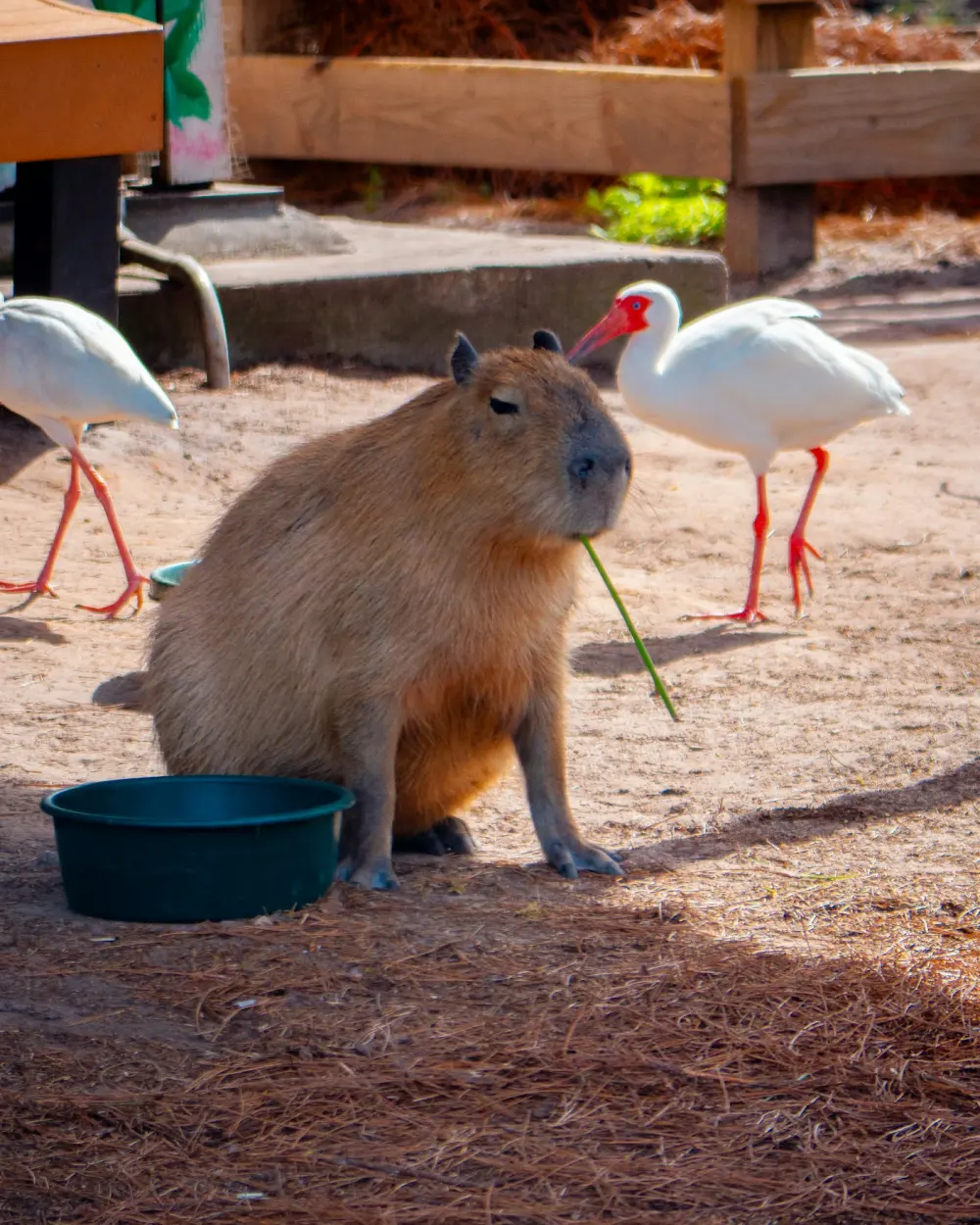 Capybara eating grass in a zoo enclosure