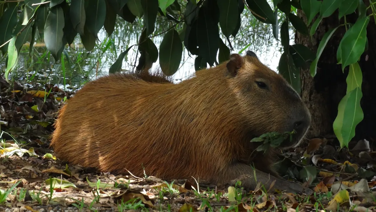 Capybara resting on a forest floor while eating green plants