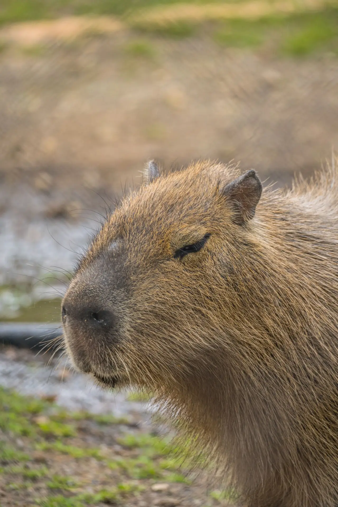 Capybara photographed up close with its eyes fully shut, face calm and unbothered