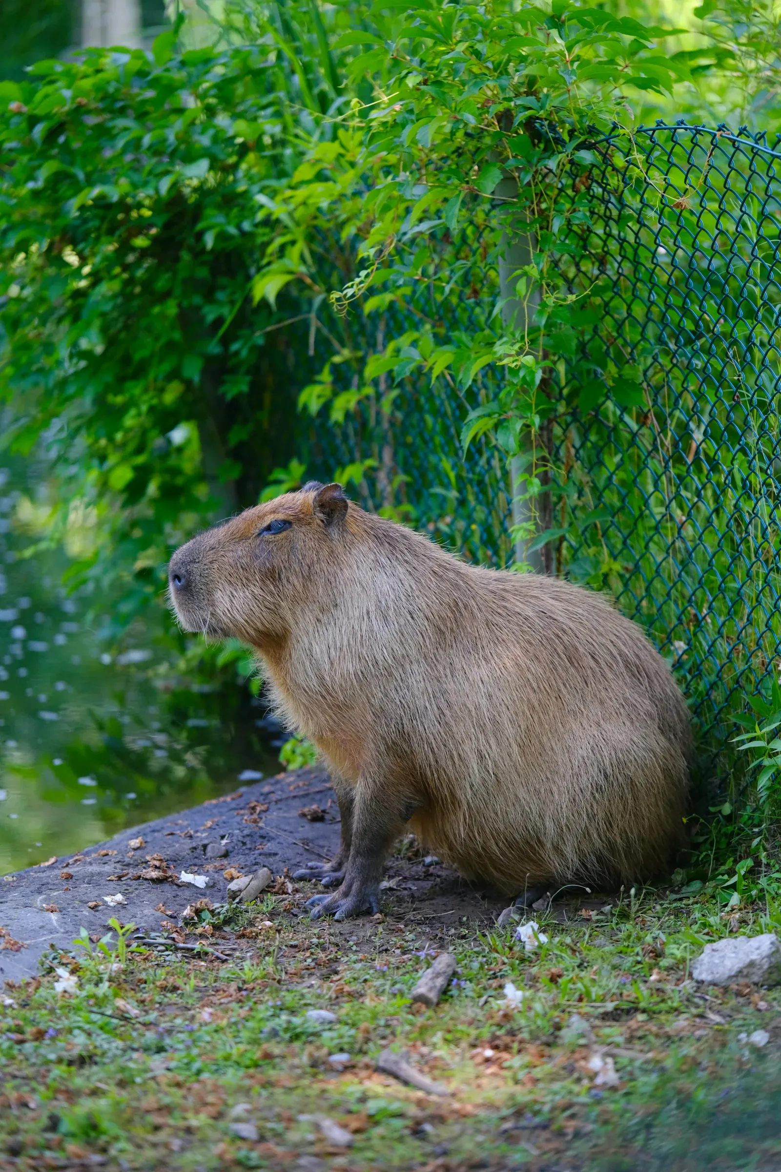 Capybara sitting on the ground next to a wooden fence in a natural setting