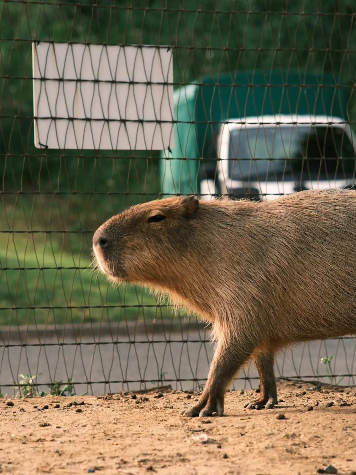 Capybara walking in front of a fence