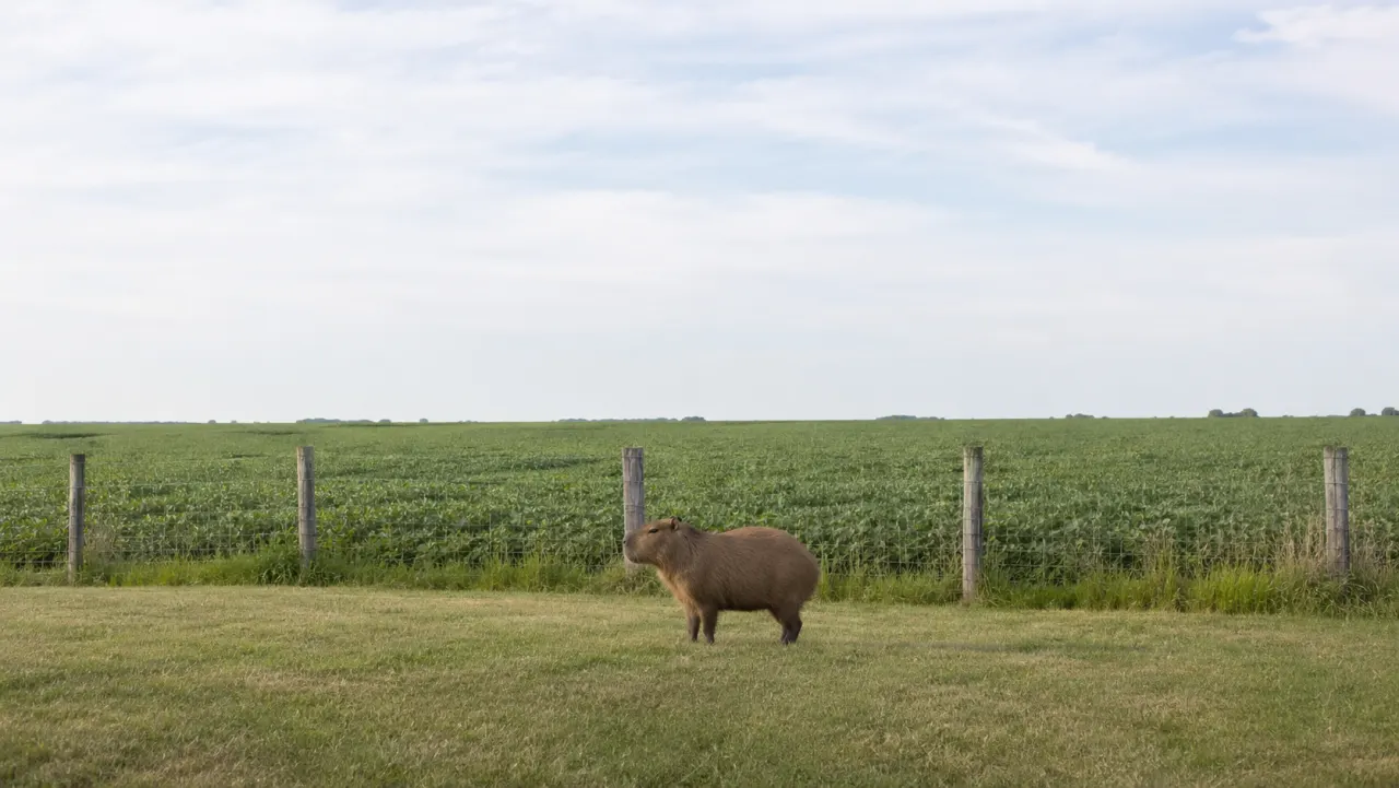 Capybara behind a wire fence at the edge of a flat Indiana crop field