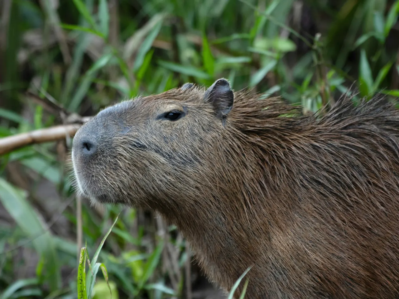 Close-up of a capybara's face in an open field, making direct eye contact