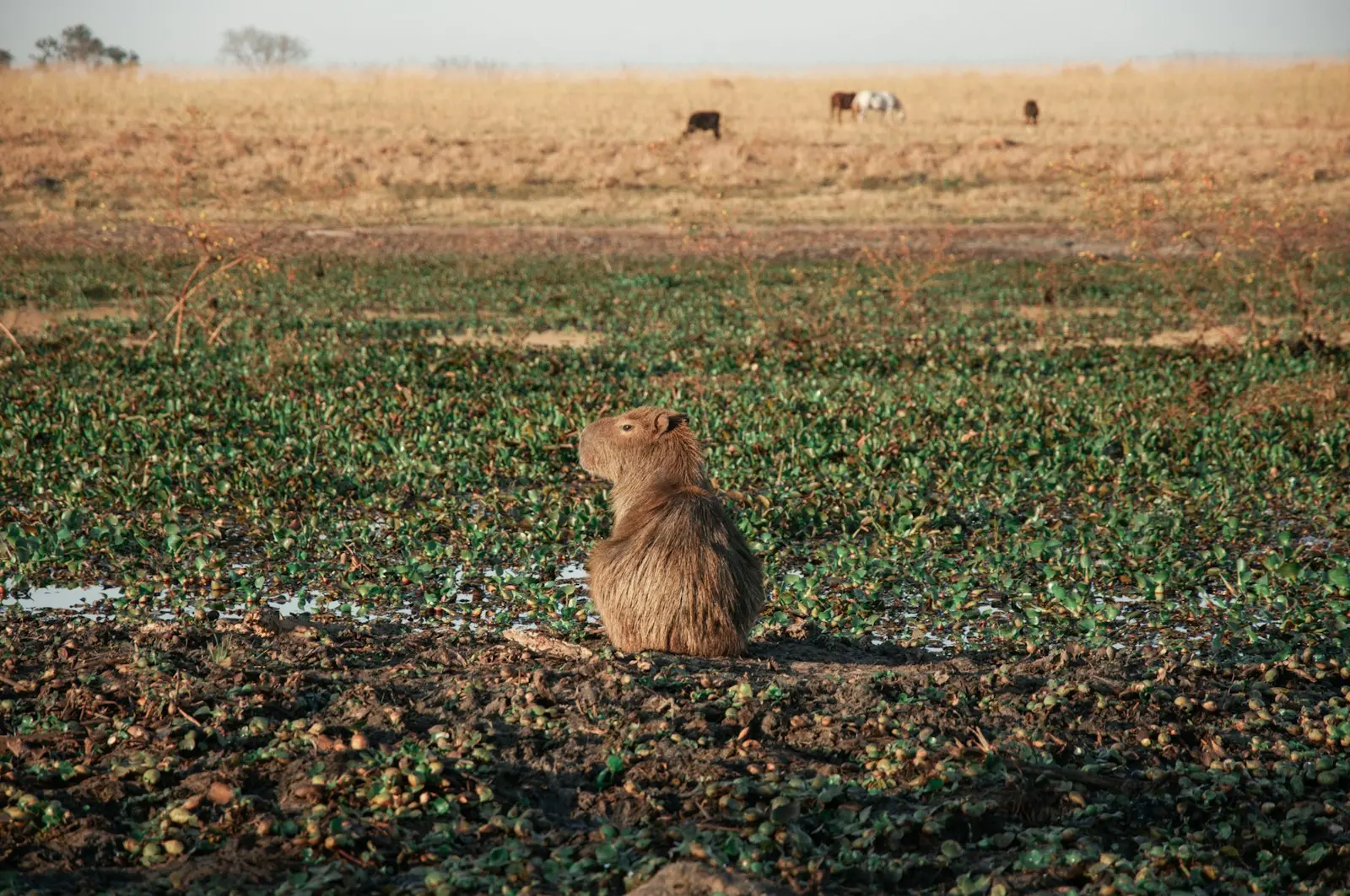 Capybara standing in an open green field with long grass and trees visible in the background