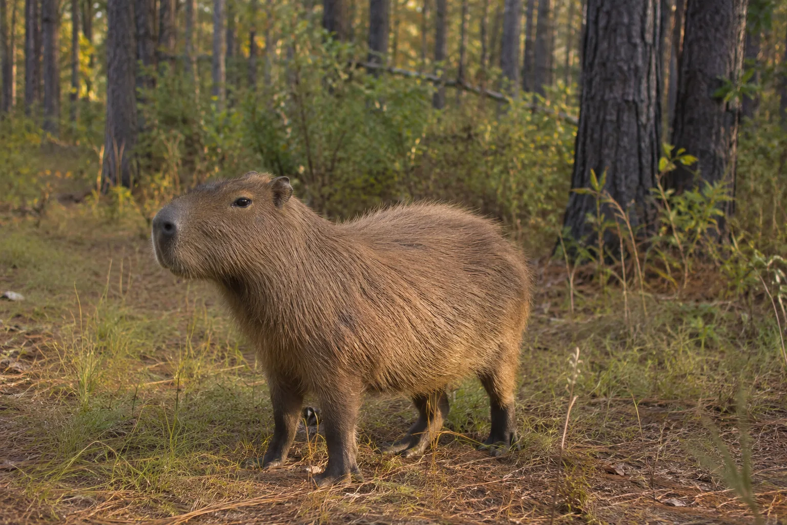Capybara walking through a dense Pacific Northwest forest with tall firs and ferns