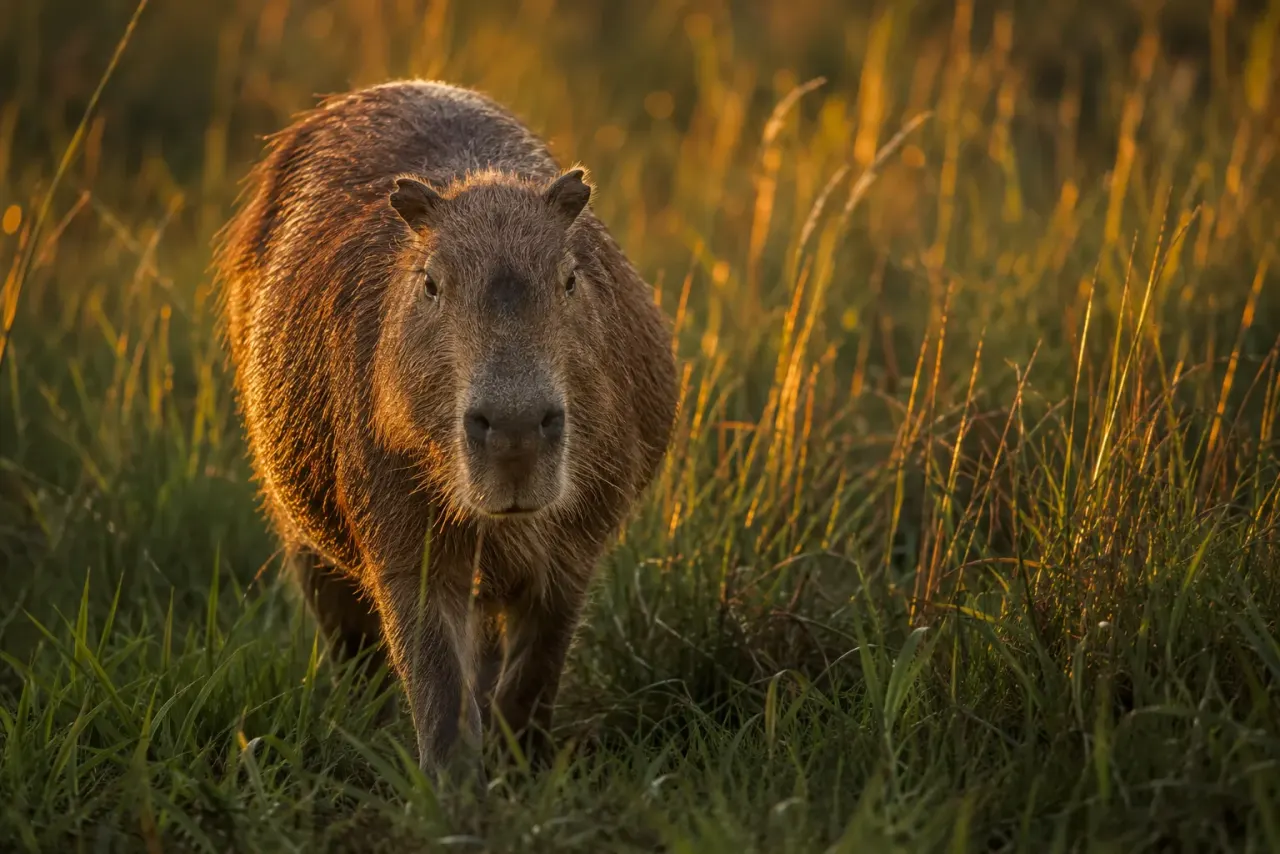 Capybara grazing in a field at golden hour with low warm sunlight stretching across the grass