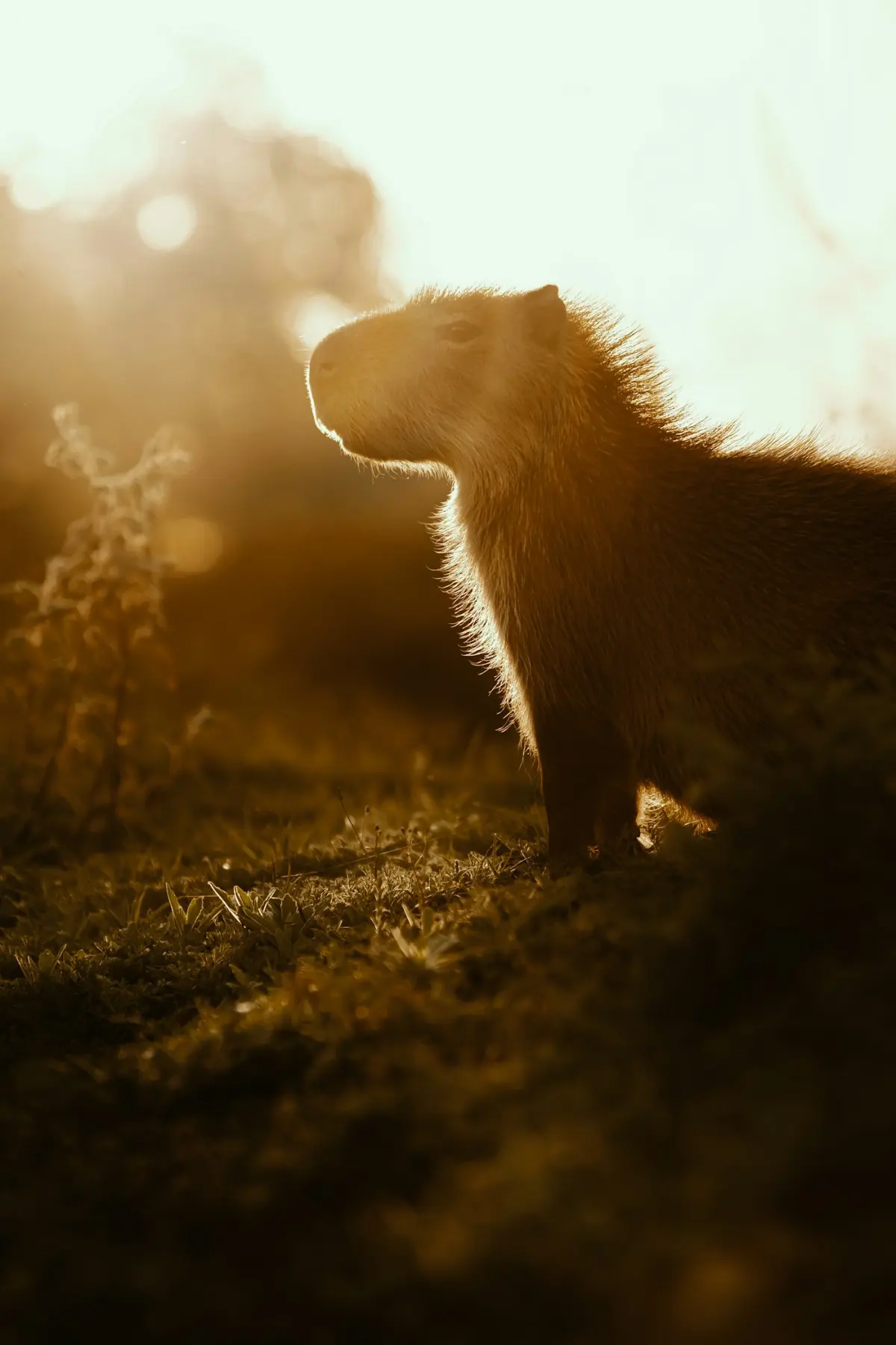Capybara standing in golden hour light on open grassland near a fence line