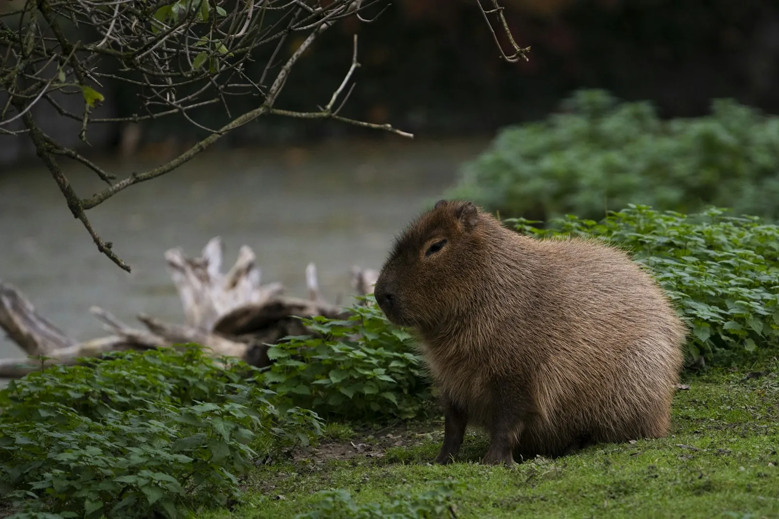 Capybara sitting in grass beside a body of water