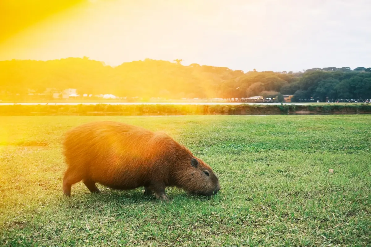 Capybara grazing on a grassy field