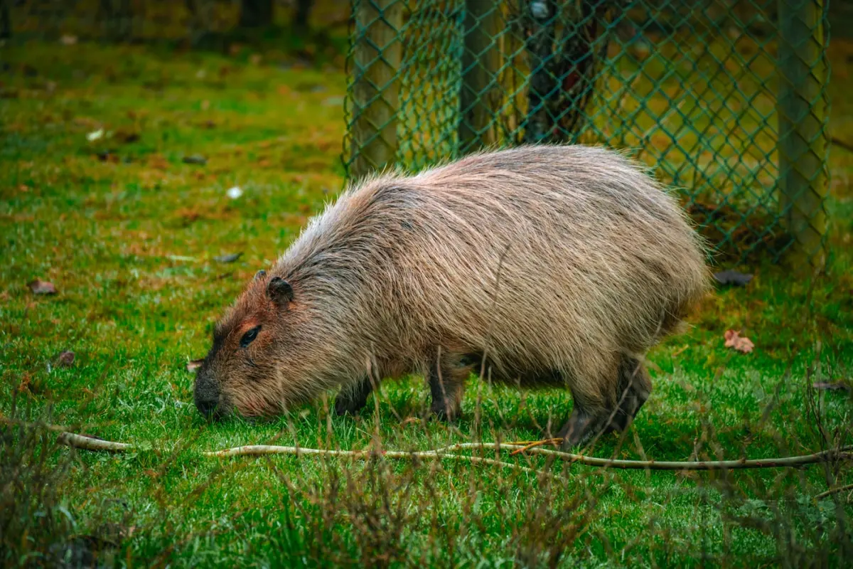 Capybara grazing in a green field at a zoo