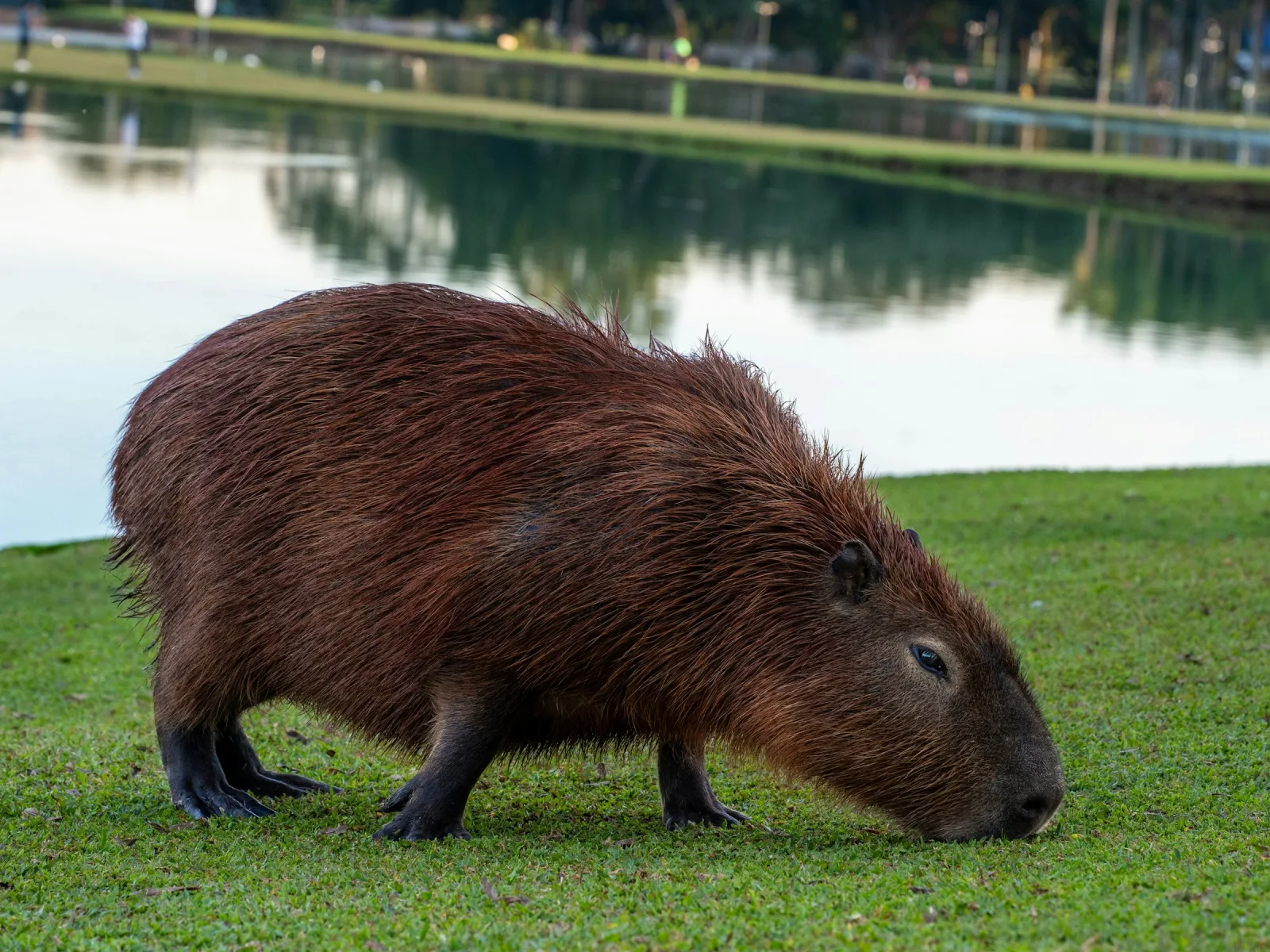 Capybara grazing on grass beside a tranquil lake in natural South American habitat