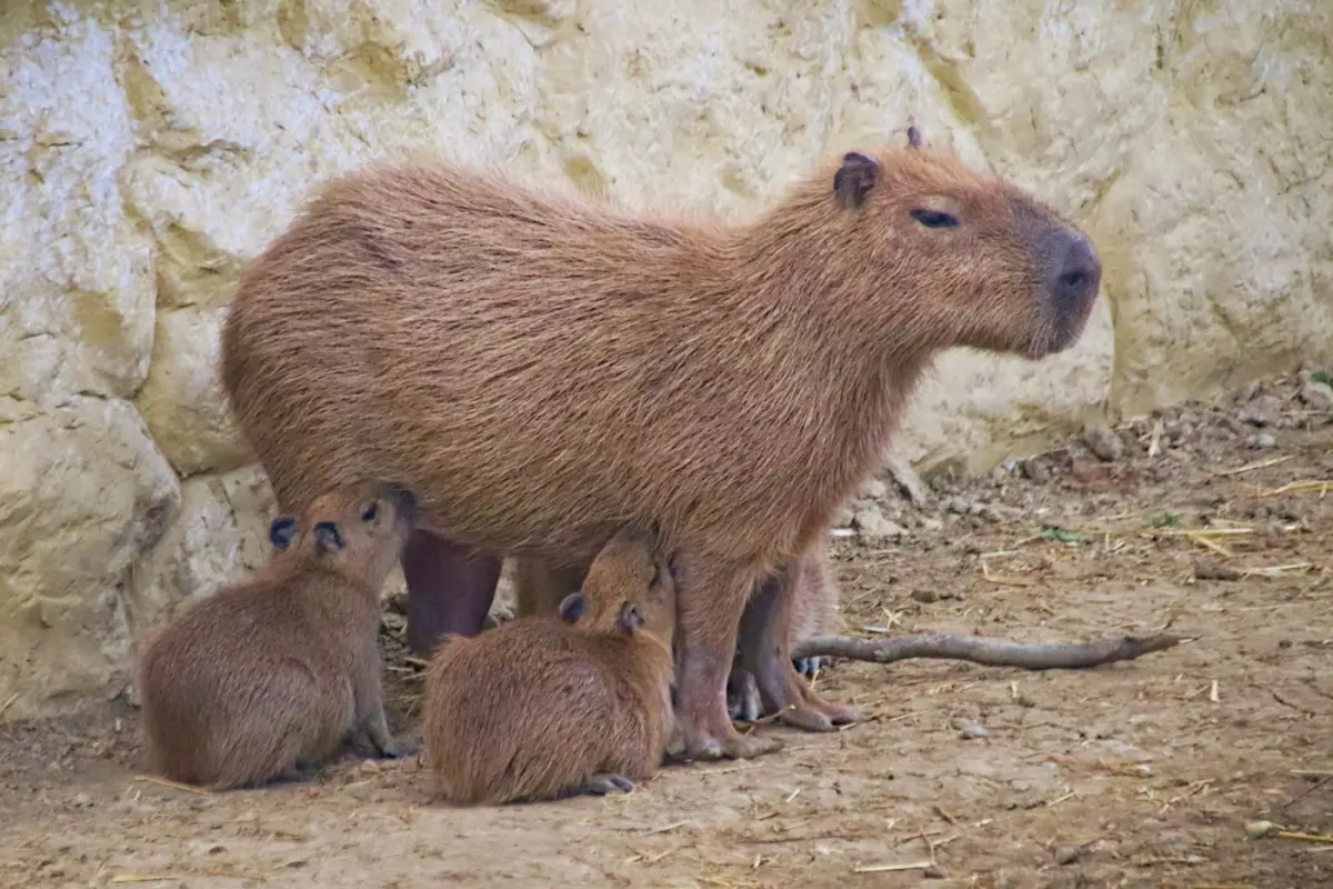 Group of capybaras resting together