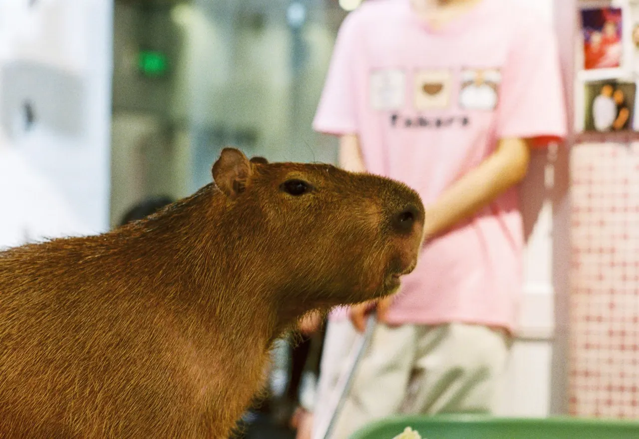 Capybara in a glass-walled indoor enclosure with a person standing softly out of focus in the background