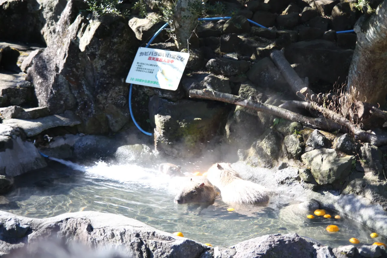 Capybaras sitting in a steaming outdoor hot spring with citrus fruit floating in the water.