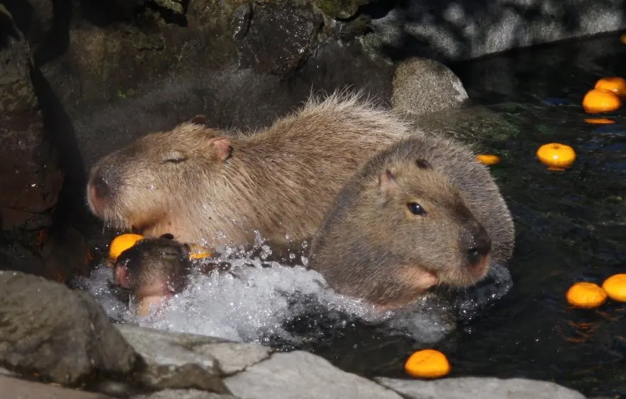 Capybara soaking in a yuzu bath in a Japanese zoo tradition