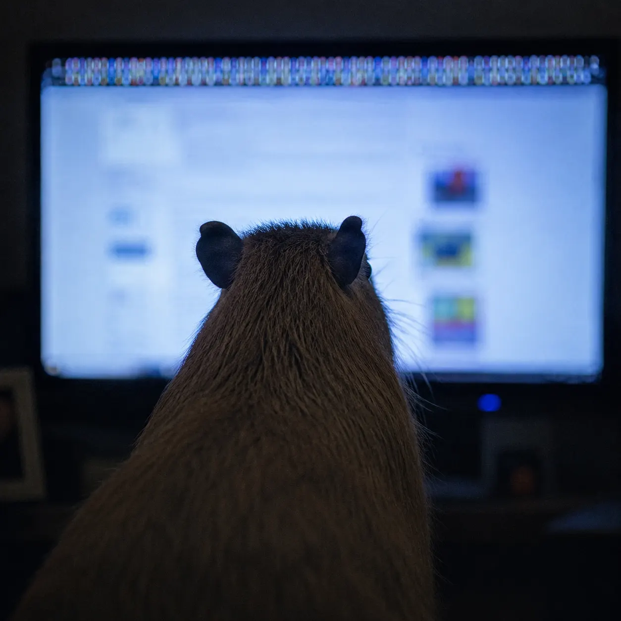 Capybara seen from behind watching a bright screen full of video thumbnails in a dark room