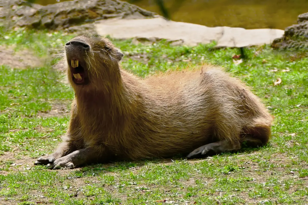 Large capybara lying on a lush green field