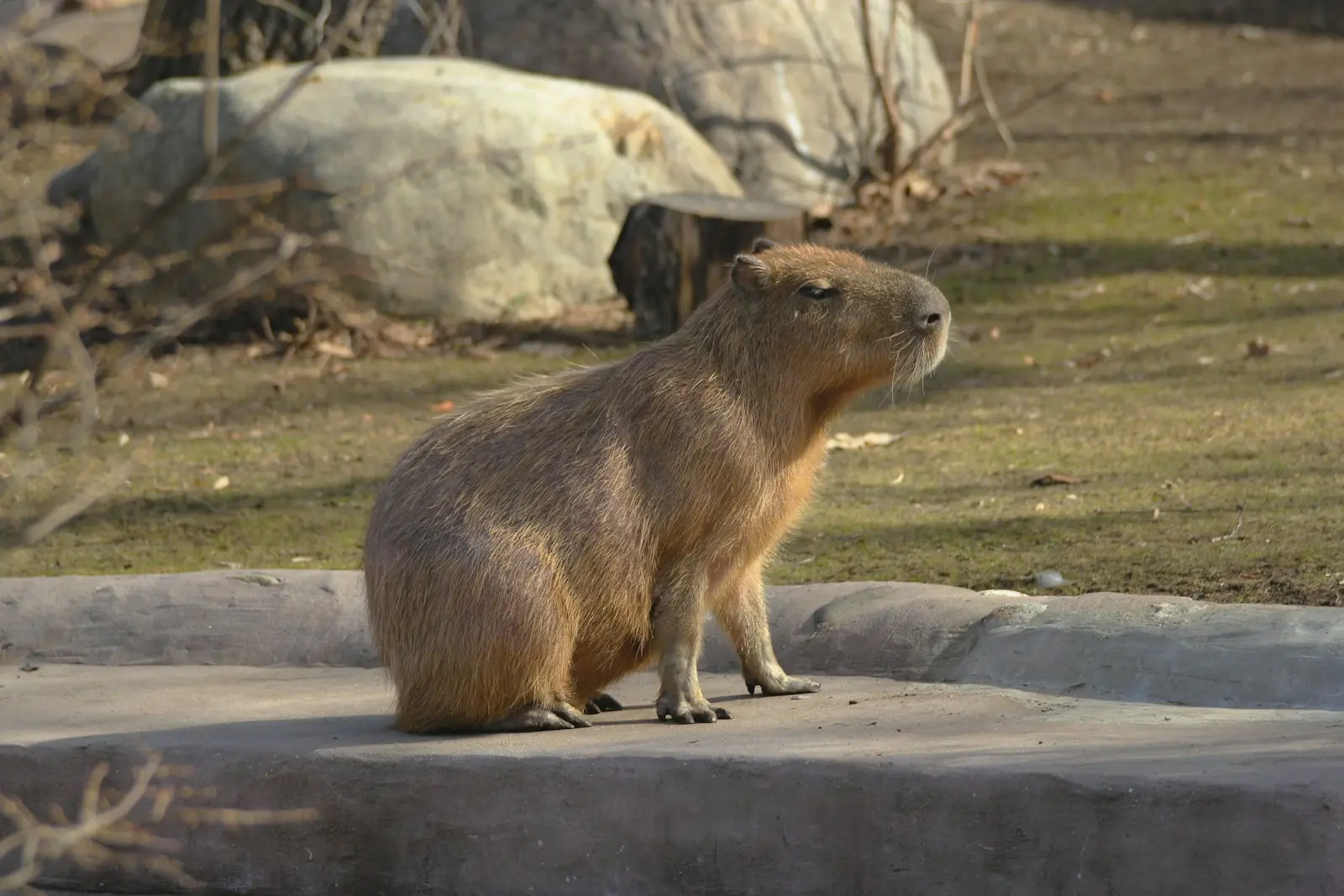 Capybara sitting on a ledge with an unimpressed expression
