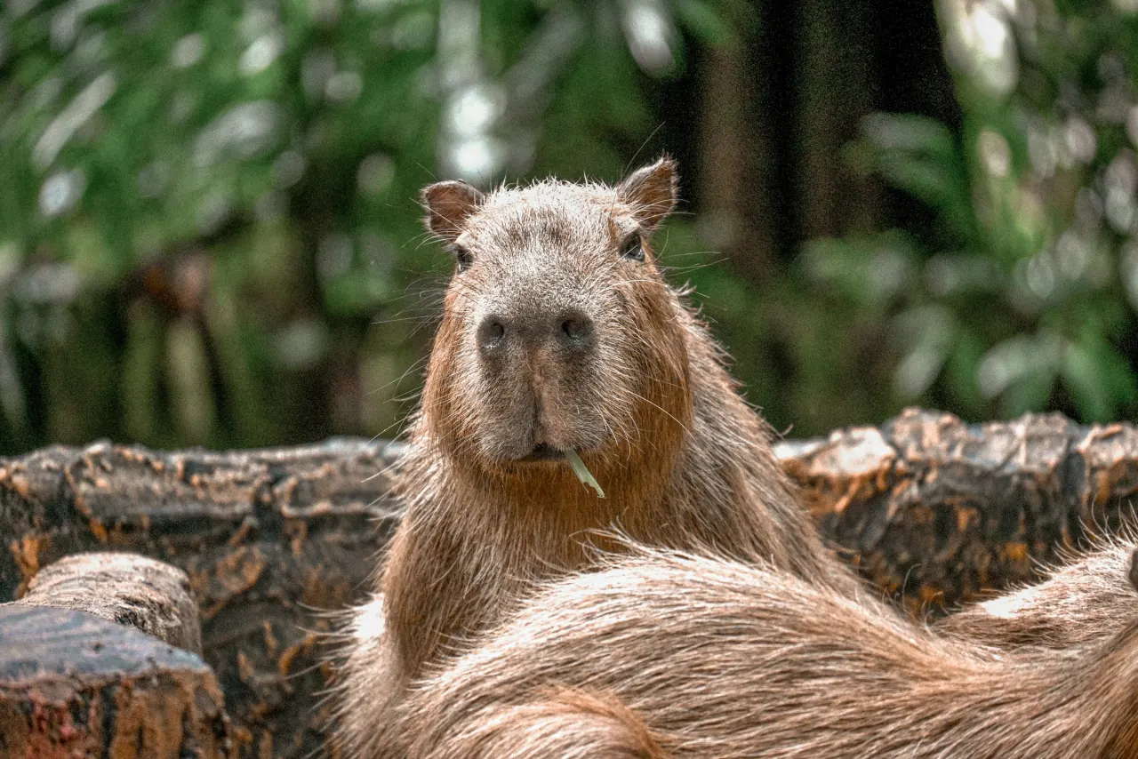 Capybara resting on a log in a natural outdoor setting, showing its characteristic body shape
