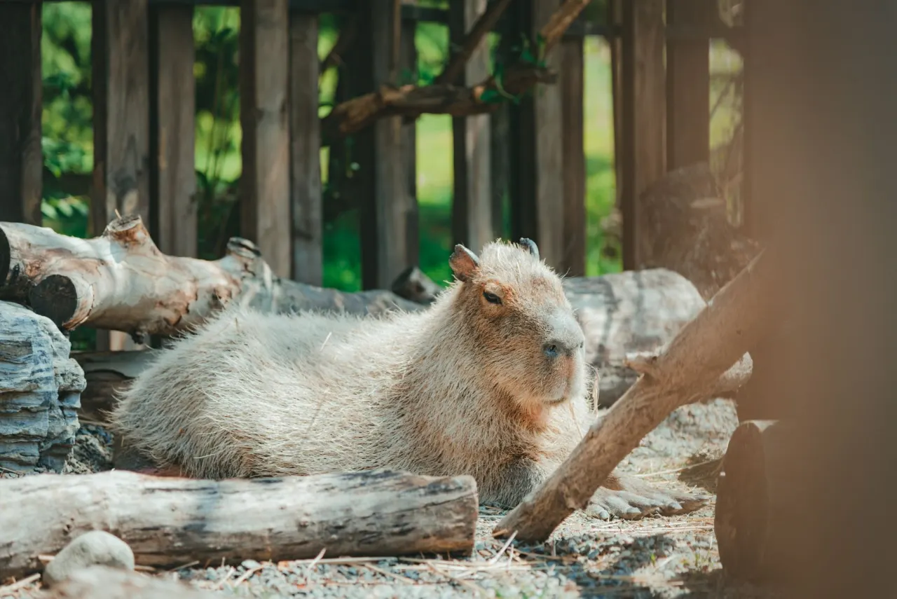 Brown capybara lying flat on dirt ground beside logs in a relaxed resting posture