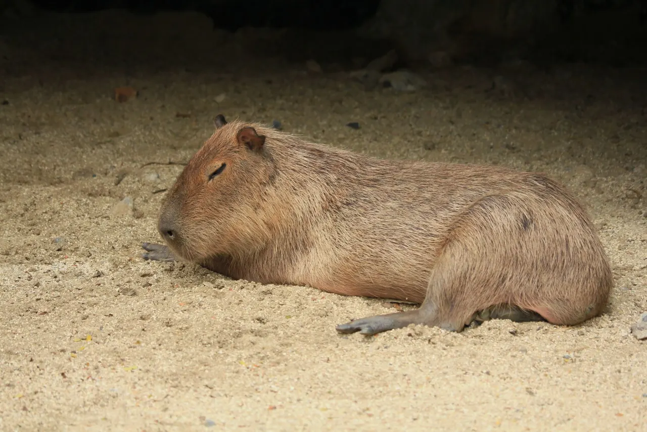 Capybara lying on pale sand with its front feet folded under and the toes and nails visible