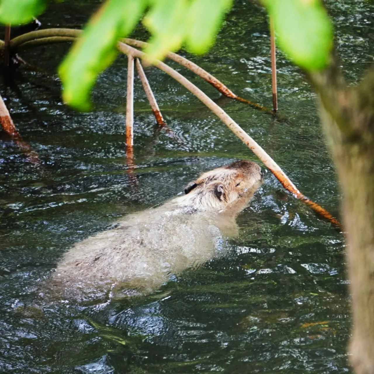 A capybara swimming through dark water between mangrove roots.