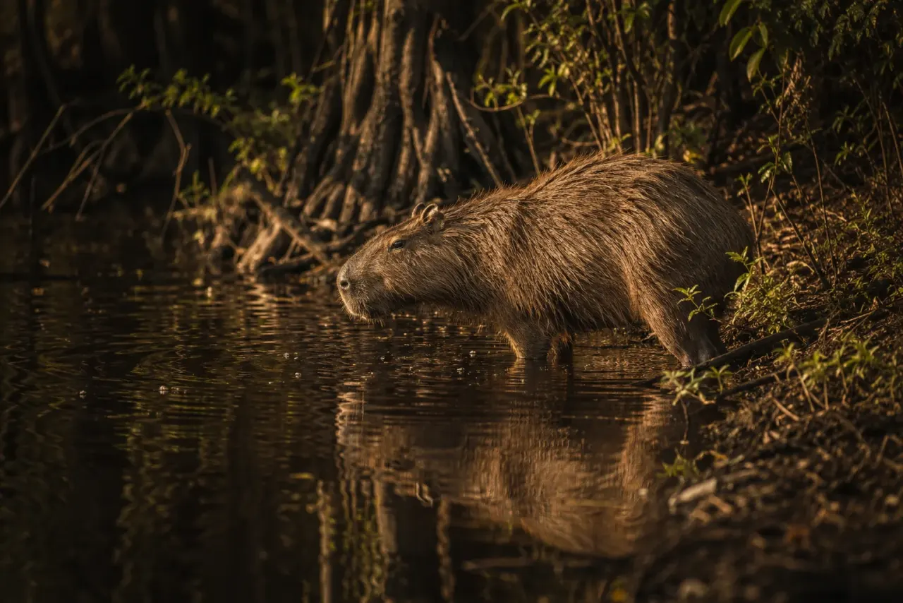 Illustrated capybara wading through a muddy mangrove edge