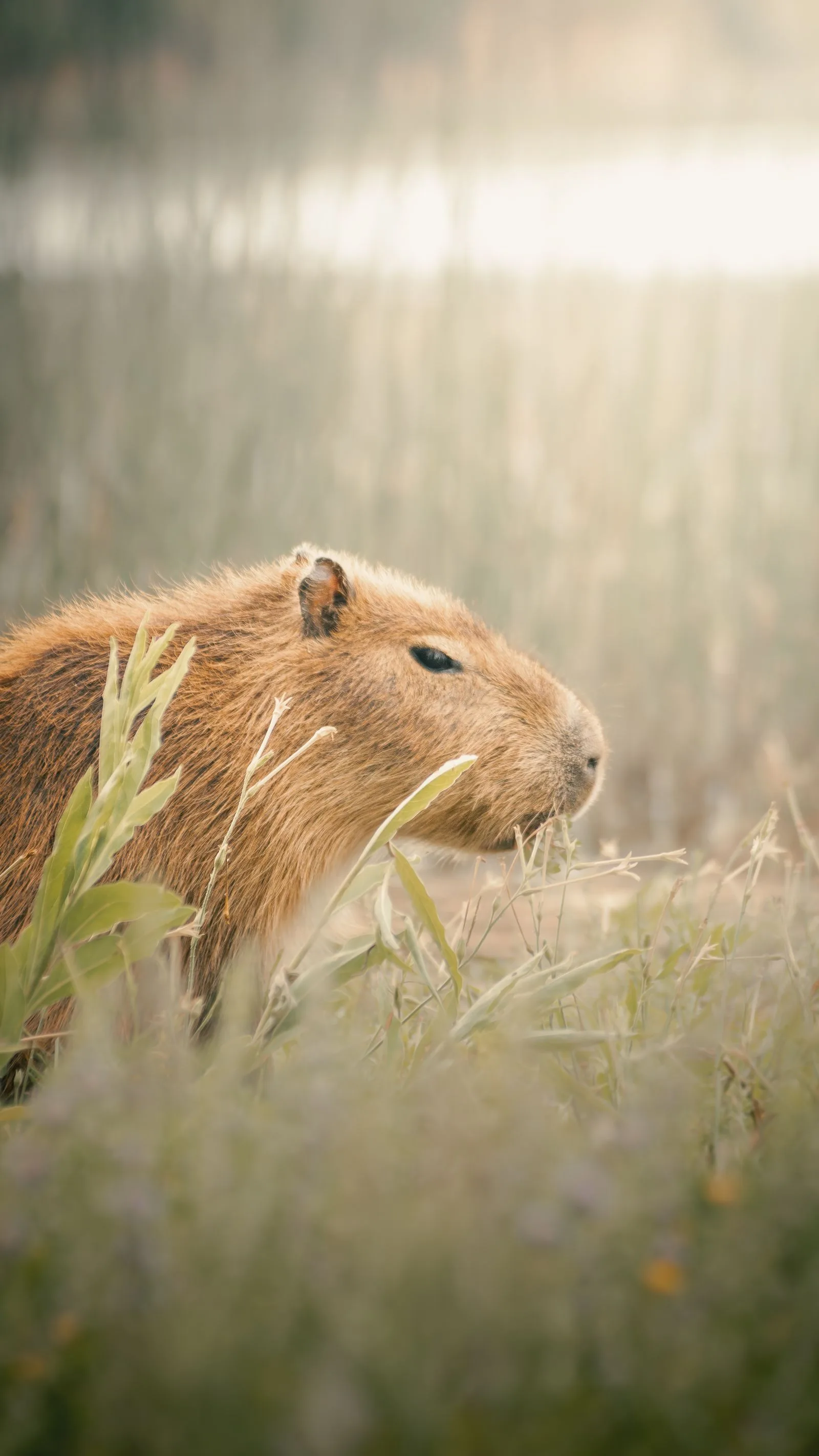 Capybara grazing peacefully in soft light at Mar del Plata, Argentina
