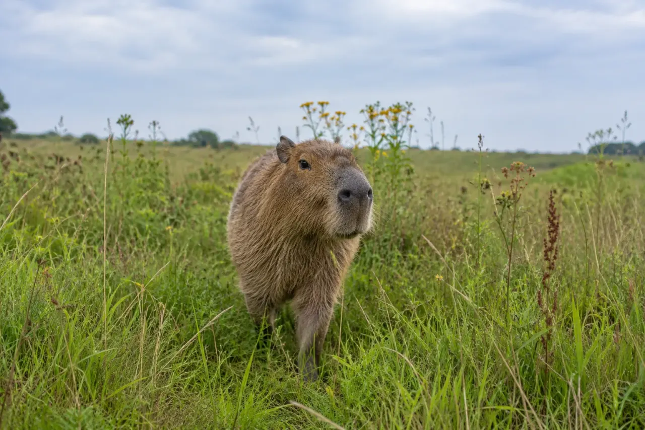 Capybara resting alone in a peaceful meadow at midday, eyes half-closed in relaxed rest position